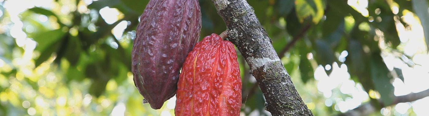 Cacao e Cioccolato Buono e Naturale
