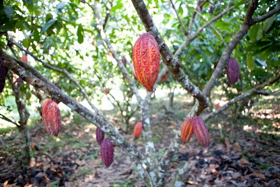 Cabosse di cacao su alberi