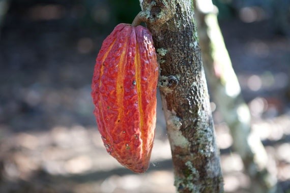 Cabossa cacao su albero