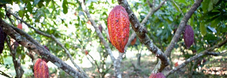 The determination, the strength, the character, the loyalty....FROM THE COCOA PLANTATION TO THE CHOCOLATE CONSUMER.